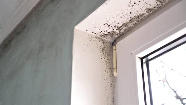 Mold Testing and Removal in Hawaiian Paradise Park, HI