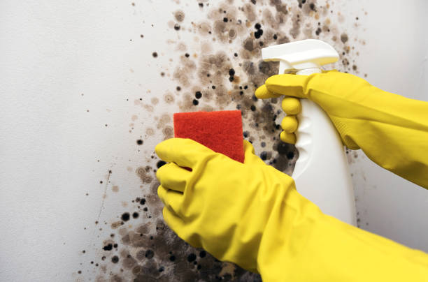 Best Mold Damage Repair  in Hawaiian Paradise Park, HI