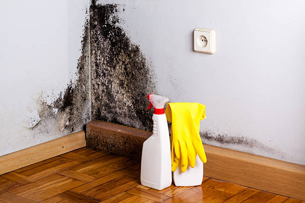 Best Toxic Mold Removal  in Hawaiian Paradise Park, HI