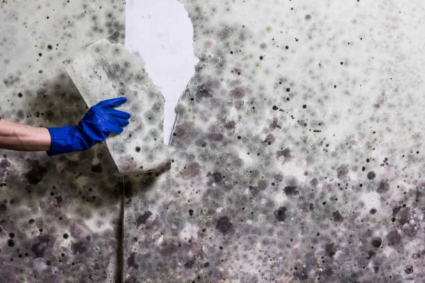 Best Professional Mold Removal  in Hawaiian Paradise Park, HI