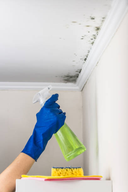 Best Mold Cleaning Services  in Hawaiian Paradise Park, HI